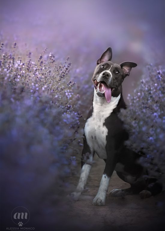 Amstaff nella lavanda fiorelilla cameri