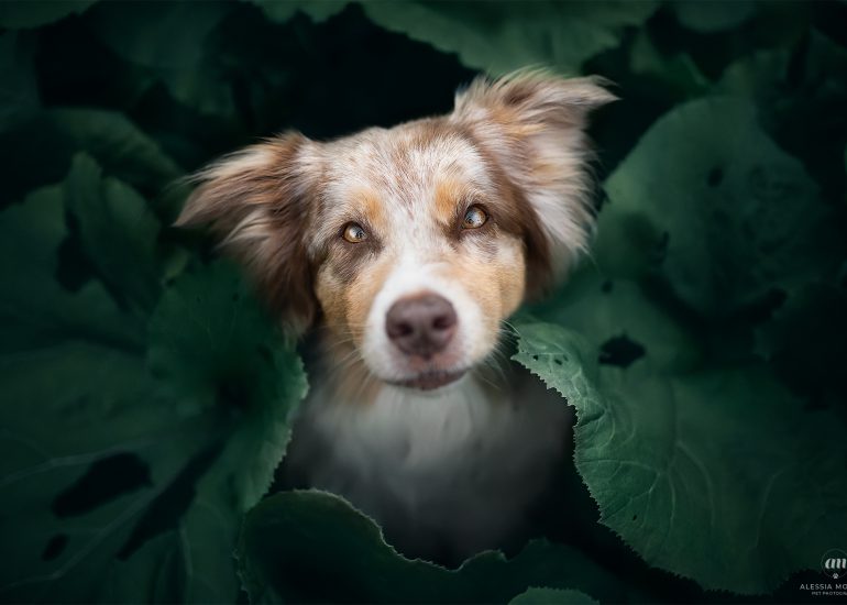 foto australian shepherd