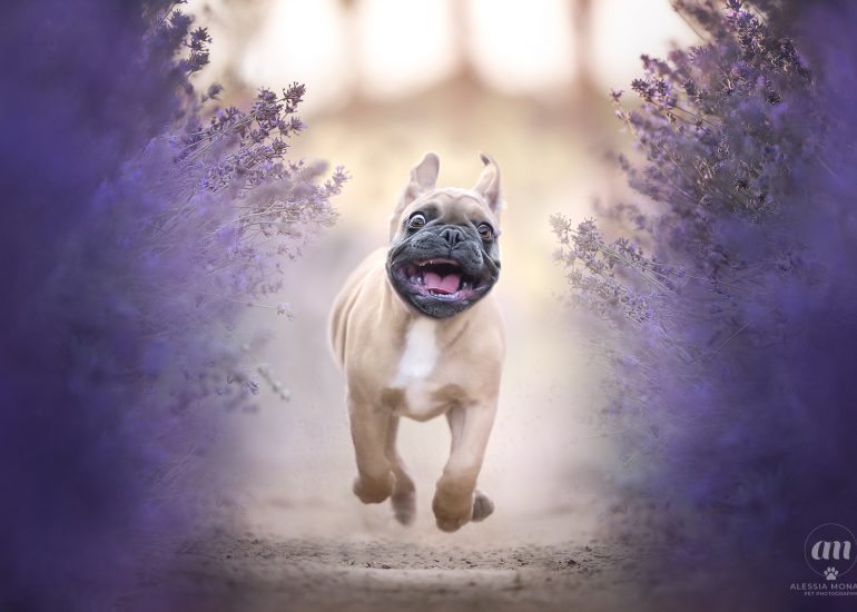 Bulldog francese cucciolo che corre nella lavanda