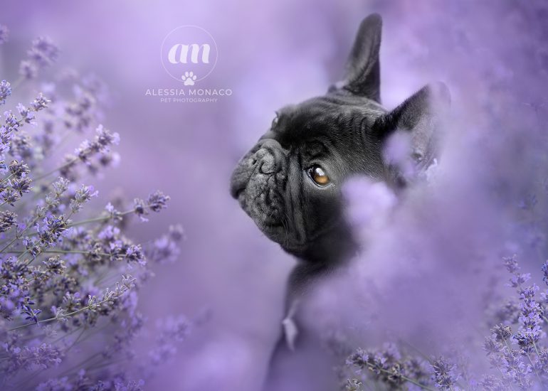 bulldog francese cucciolo lavanda fiorelilla cameri
