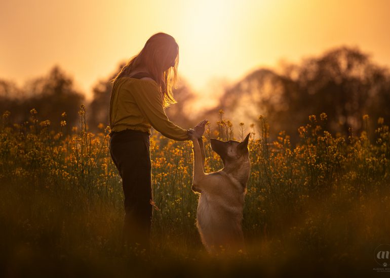 malinois colza besozzo