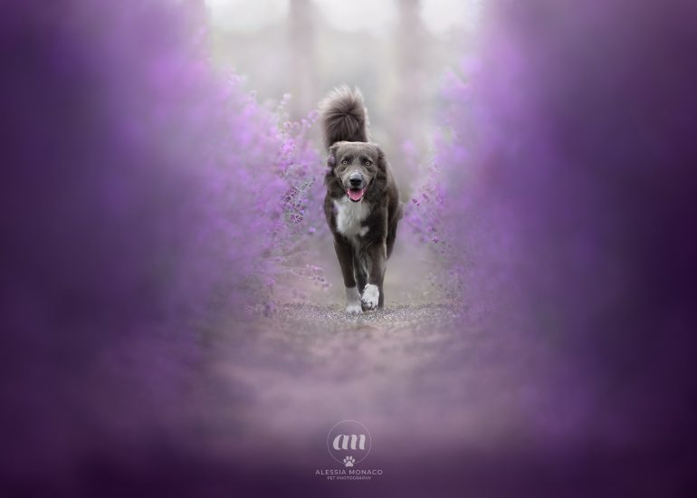 australian shepherd lavanda fiorelilla