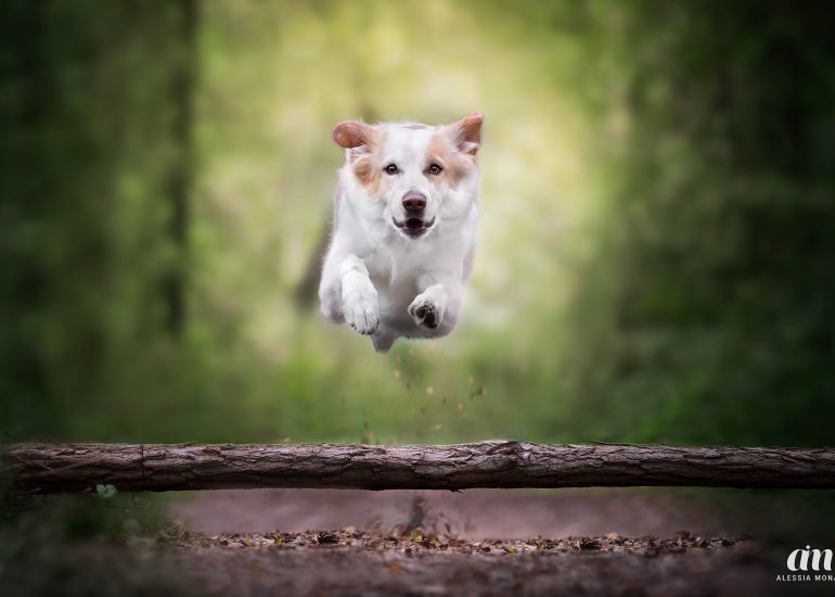 servizio fotografico per cani milano