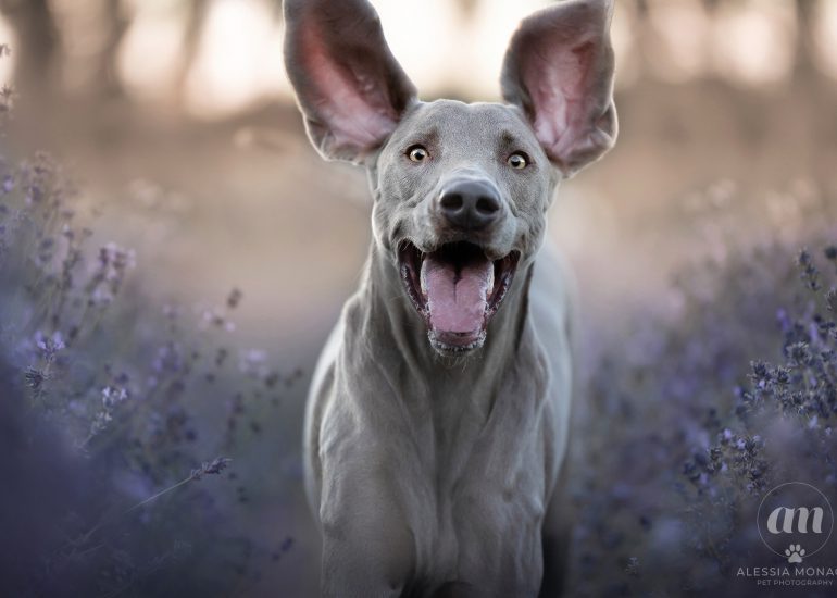 Weirmaraner lavanda fiorelilla cameri