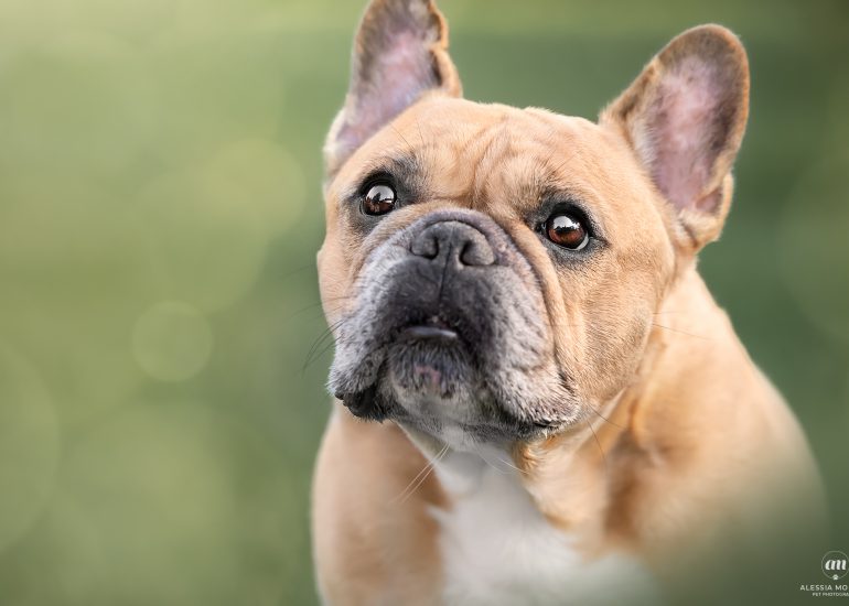 Bulldog francese Palazzo Estense Varese