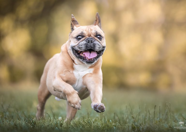 Donatello bulldog francese