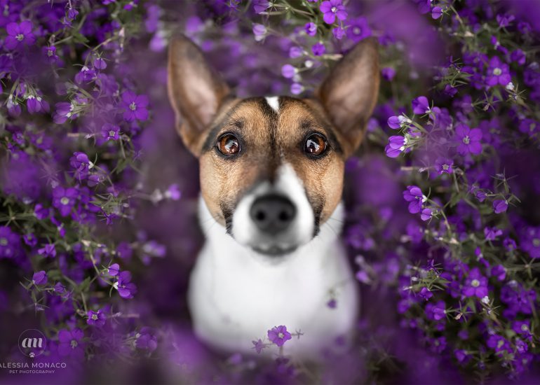 Jack Russell fiori viola