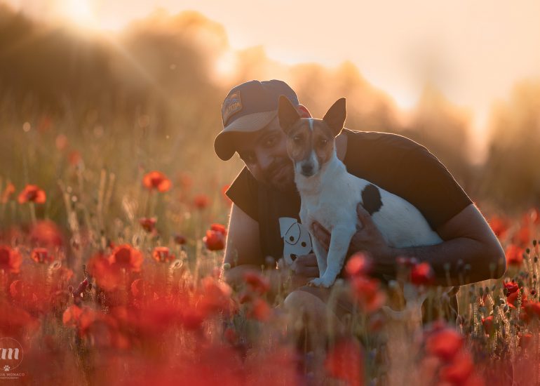 Jack russell campo di papaveri Lombardia