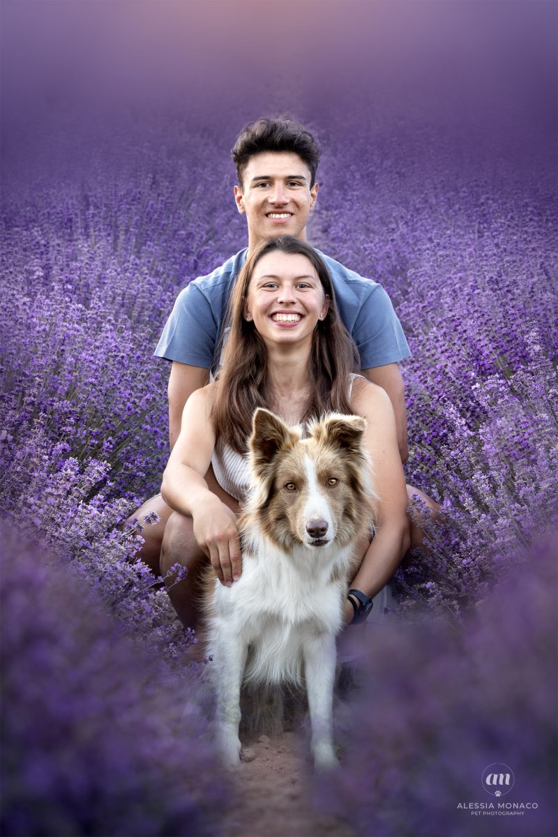 Cane nella Lavanda di Sale San Giovanni