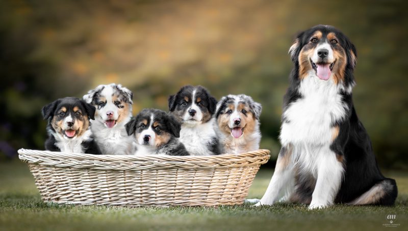 cuccioli australian shepherd varese 10