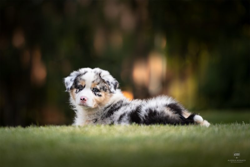 cuccioli australian shepherd varese 2