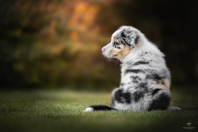 cuccioli australian shepherd varese 3