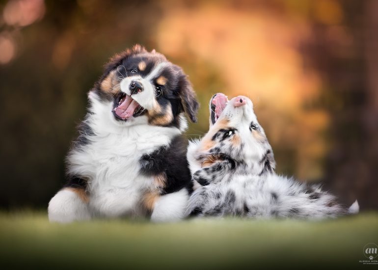 cuccioli australian shepherd varese 4