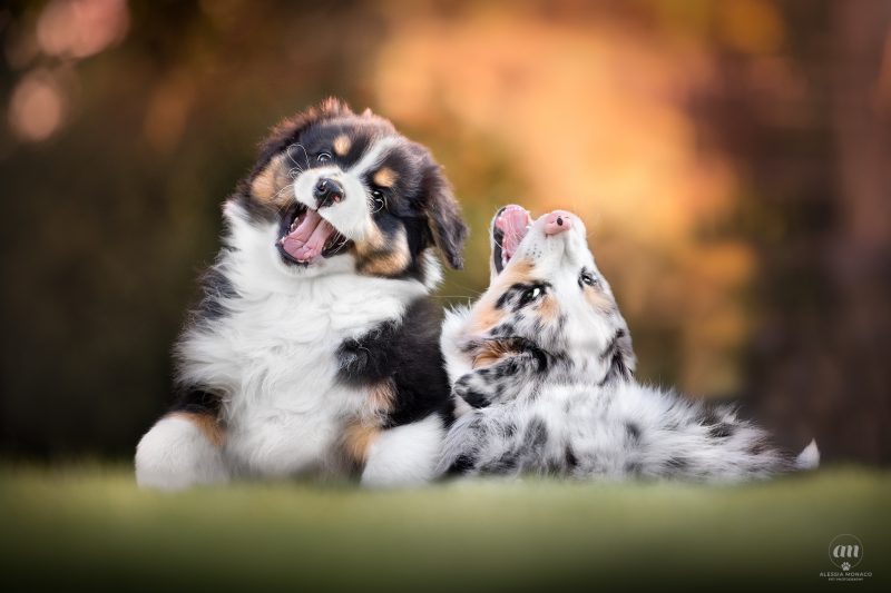 cuccioli australian shepherd varese 4