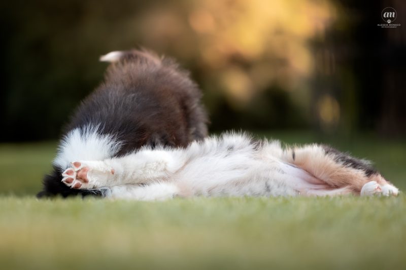 cuccioli australian shepherd varese 5