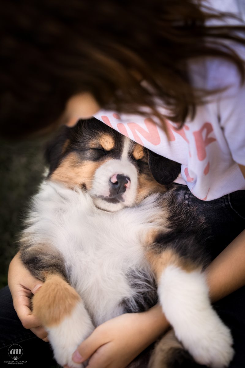 cuccioli australian shepherd varese 7