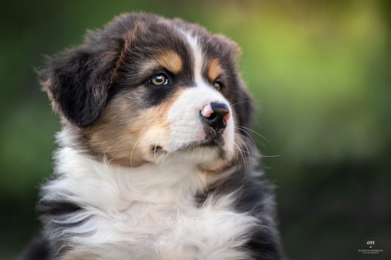 cuccioli australian shepherd varese 8