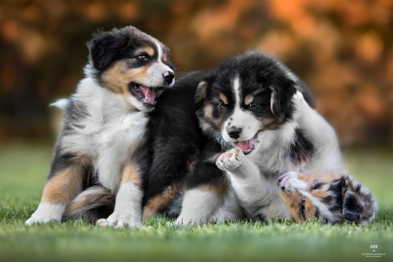cuccioli australian shepherd varese 9