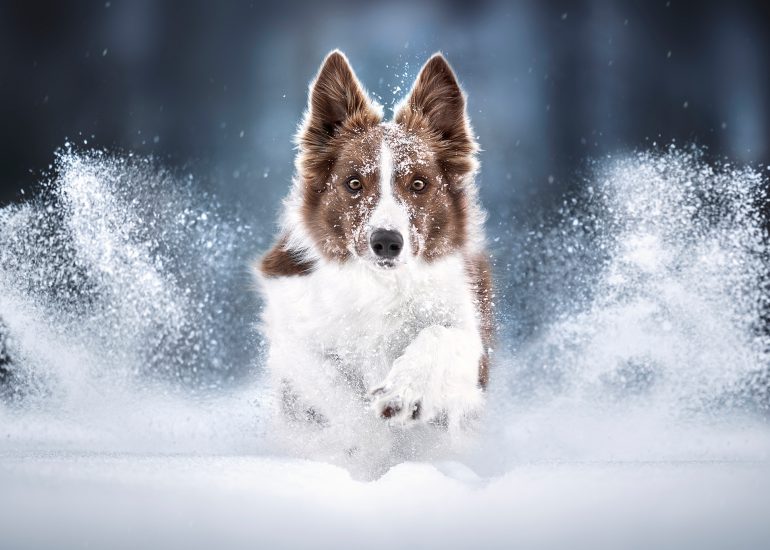 Border collie neve a sestriere