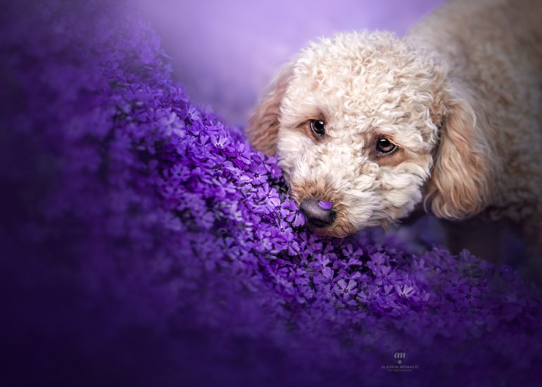 barboncino fiori viola