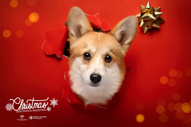 christmas dog photo