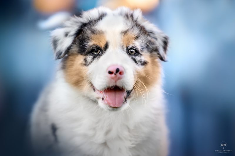 cuccioli australian shepherd varese 3