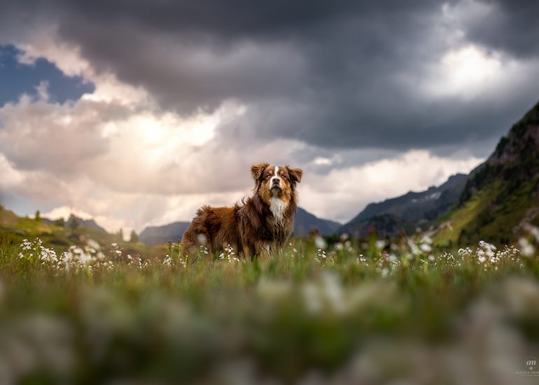 dog photography italia
