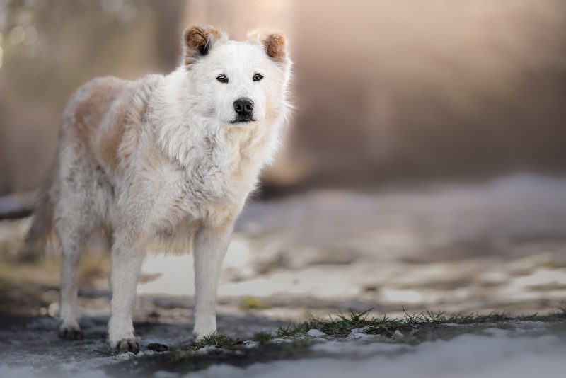 dimensione animale luino 1