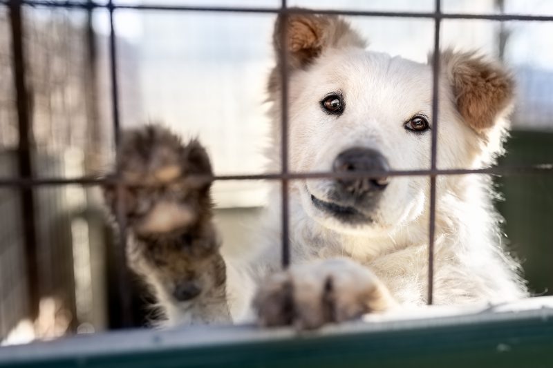 dimensione animale luino 2