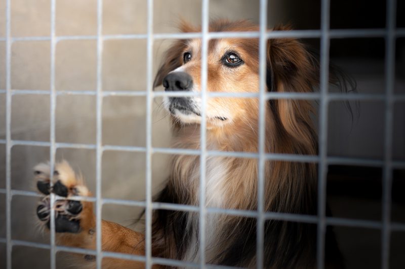 dimensione animale luino 5