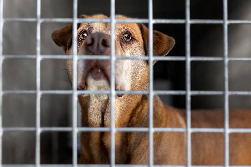 dimensione animale luino 7