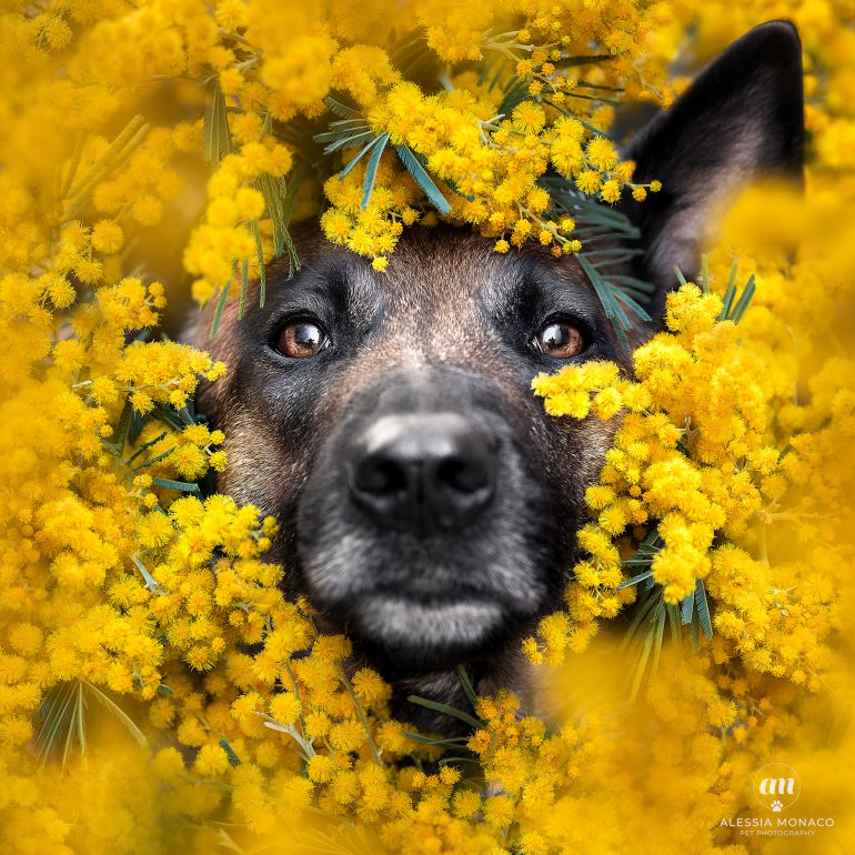 malinois mimosa