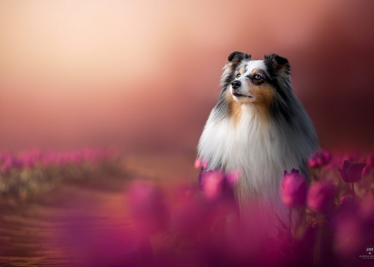 fillory shetland sheepdog