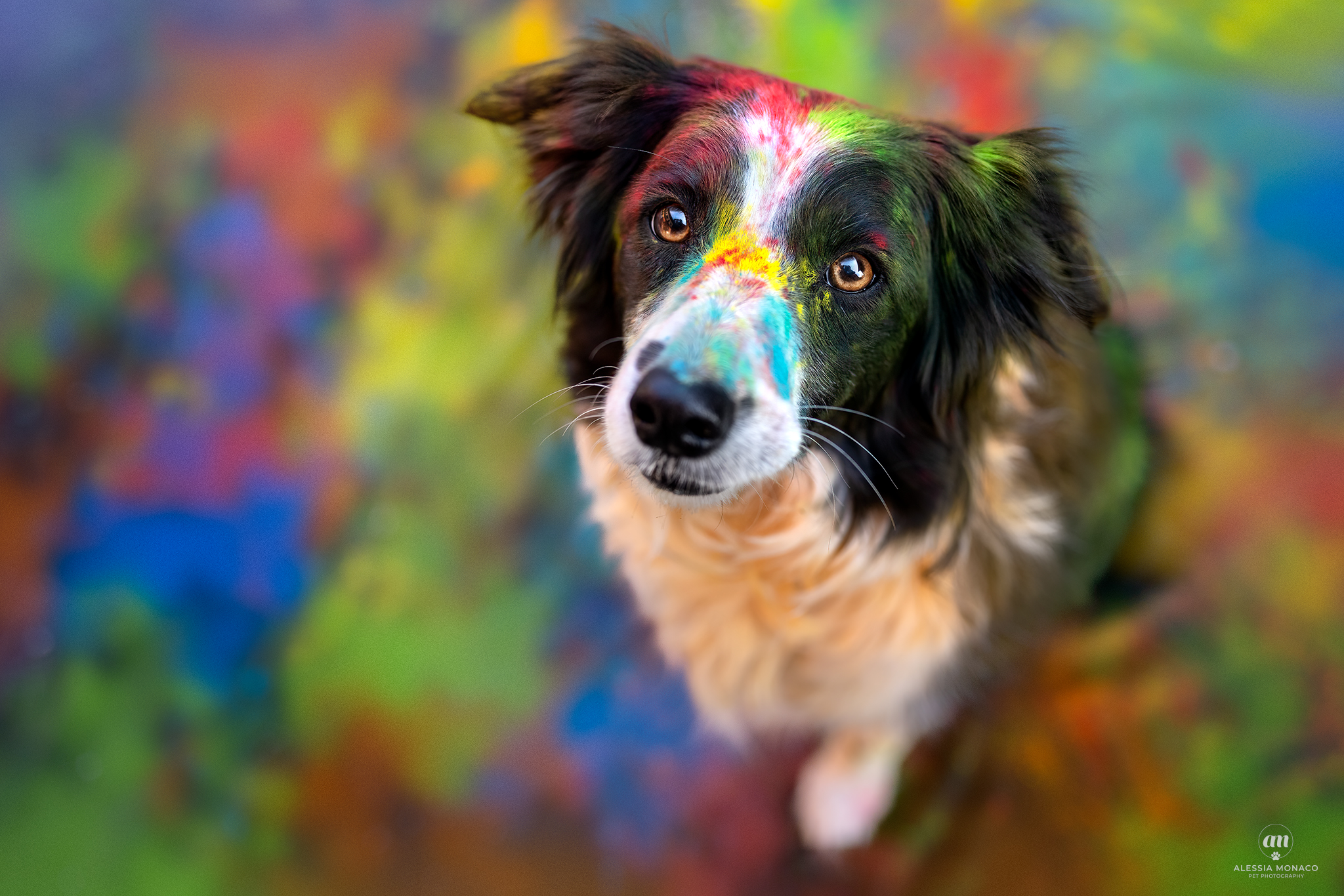 holi powder dog portrait