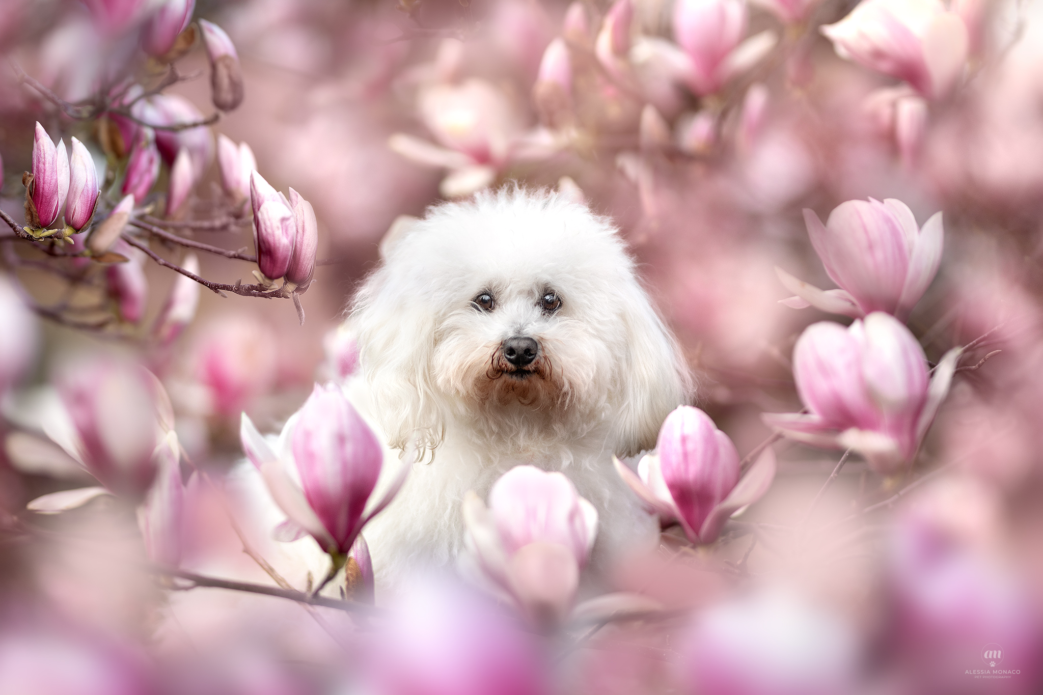 cane nei fiori varese