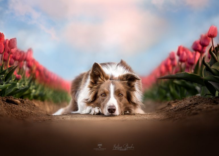 tulipani italiani arese cane