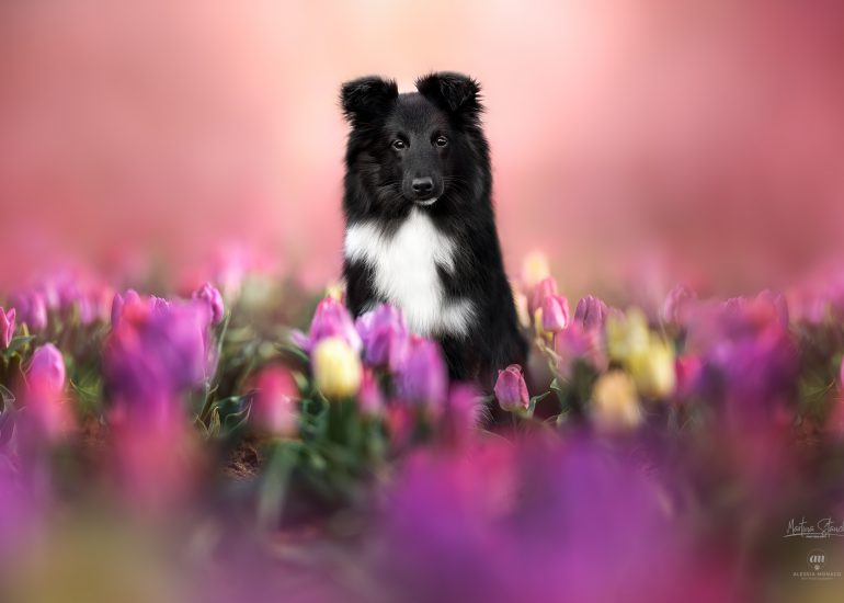 Tulipani italiani arese cane shetland