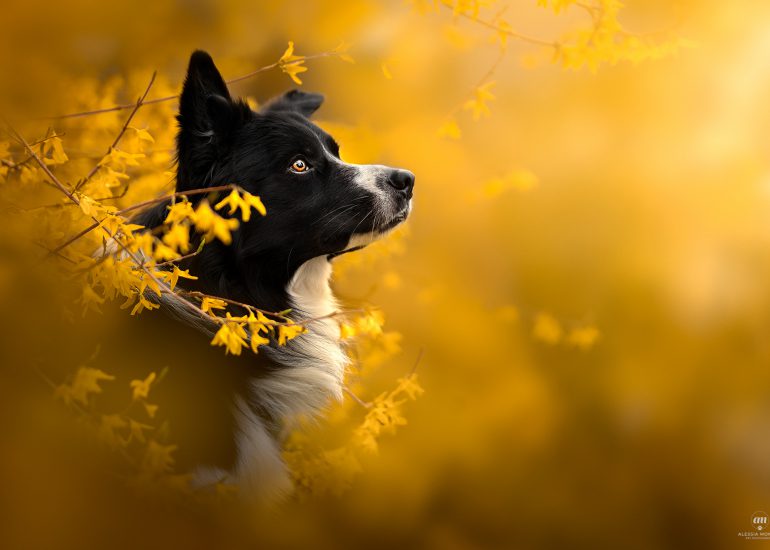 cane nella forsizia varese