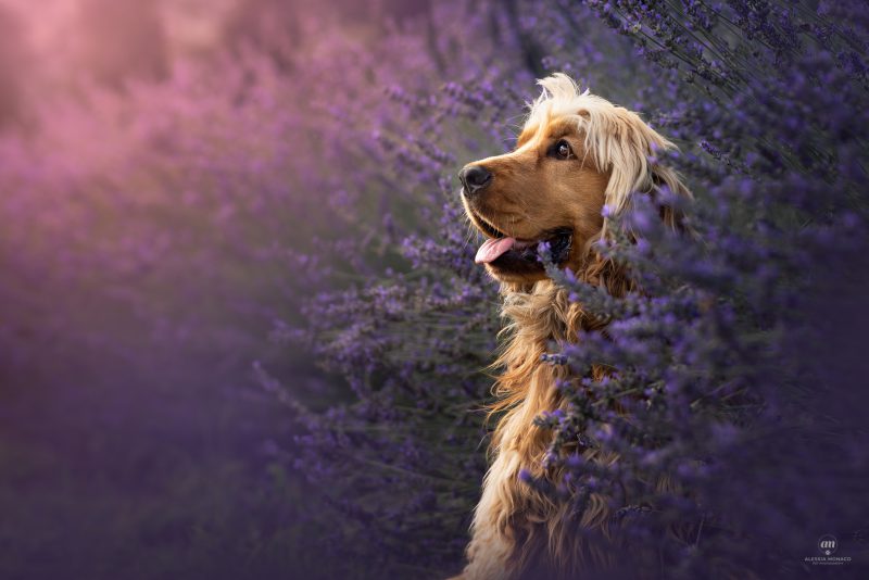 cane lavanda varese
