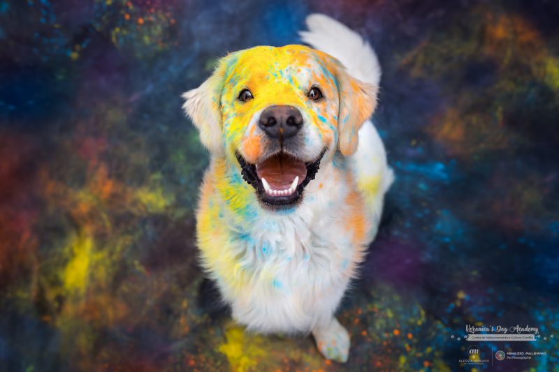 cani holi milano