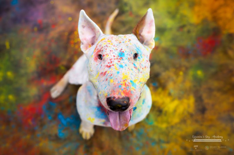 cani polveri colorate milano