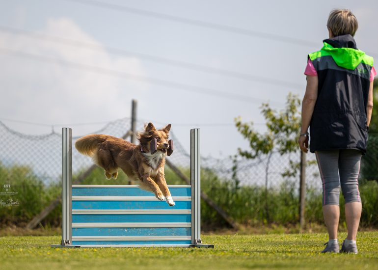 dog obedience boubou camp