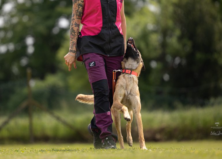obedience varese