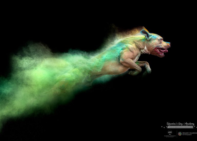 polveri holi cane
