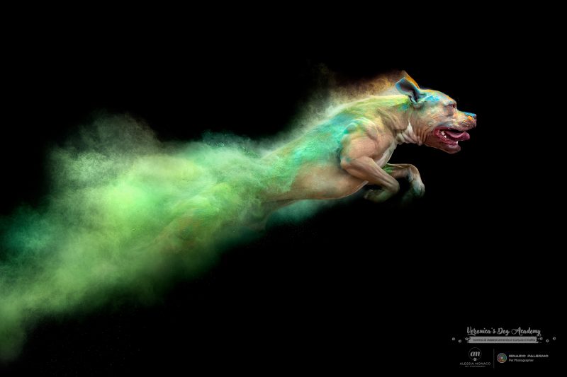 polveri holi cane