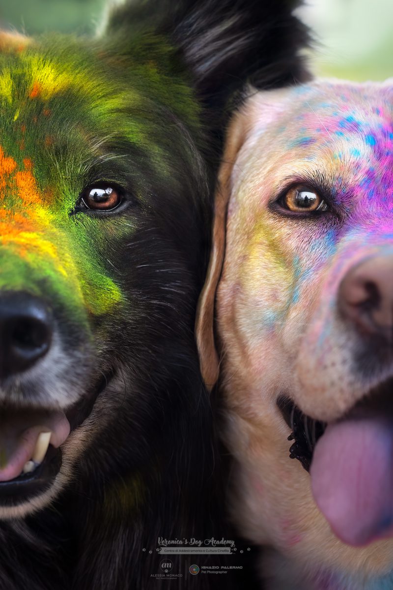 polveri holi cani lombardia