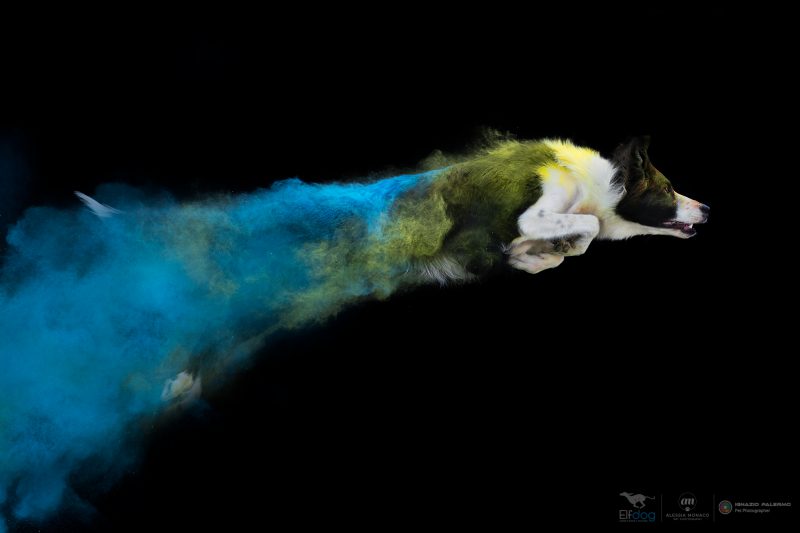 polveri holi elfdog