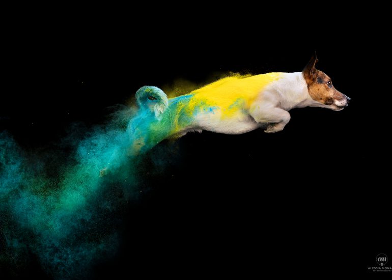 salto cane polveri holi