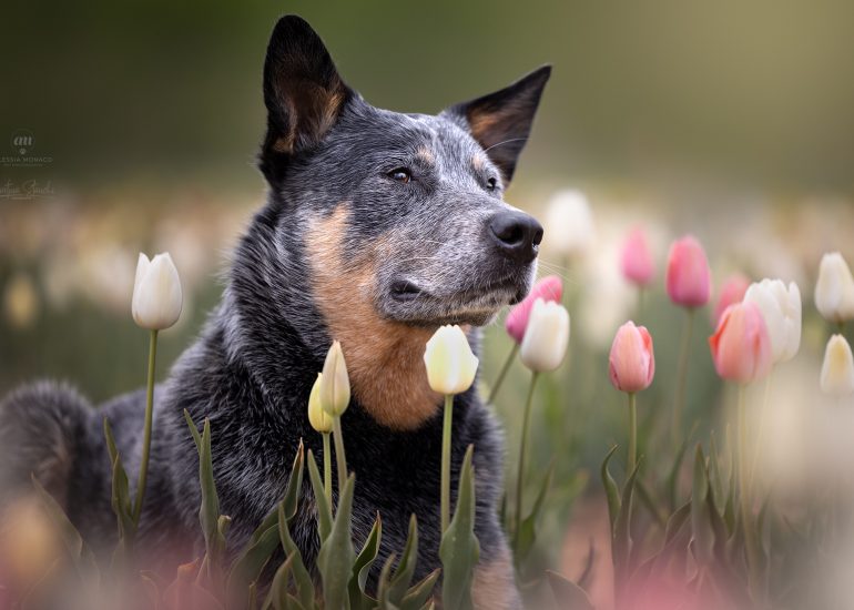 tulipani cattledog