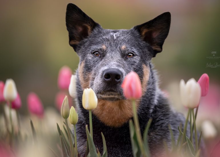 tulipani cattledog